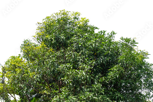 Green bush isolated on white background with copy space and  clipping path.