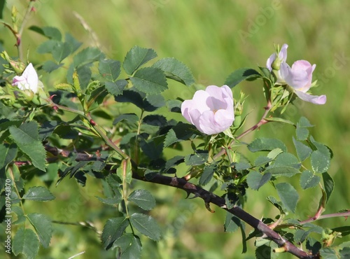 Wildrose ganz zahm photo