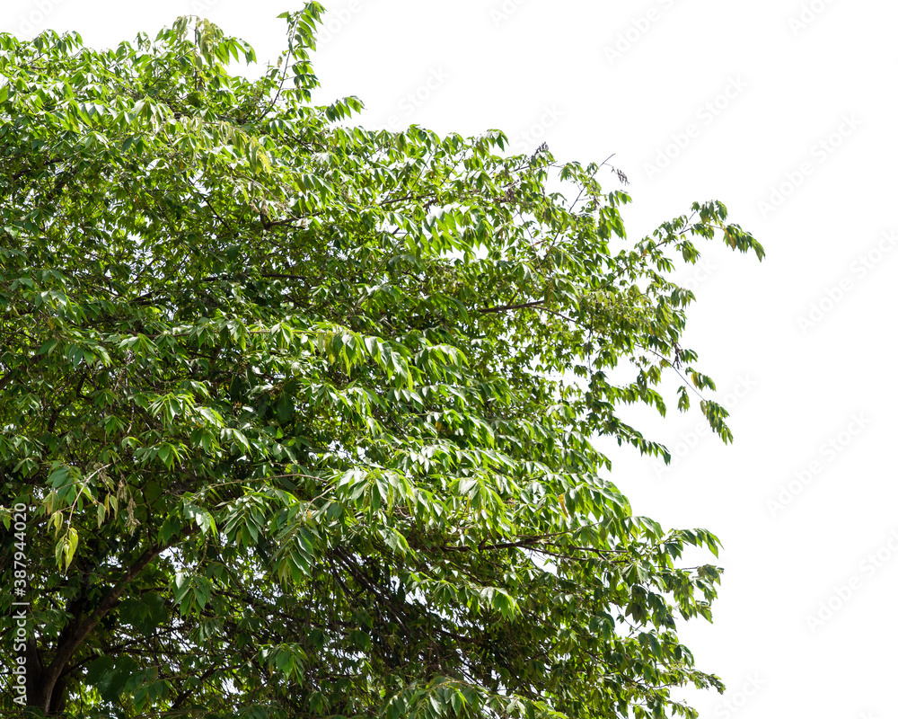 Green bush isolated on white background with copy space and clipping path. Green bush isolated on white background with copy space and clipping path.
