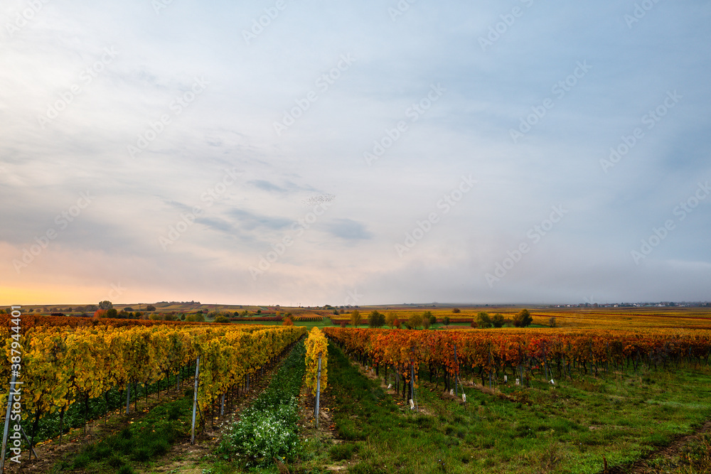 Naklejka premium vineyard in autumn