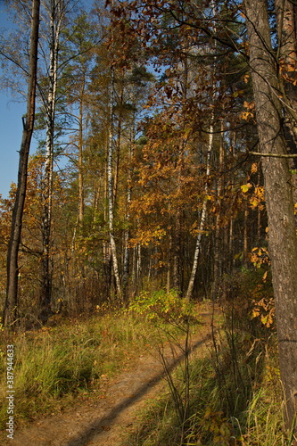 Sunny day in the autumn forest.