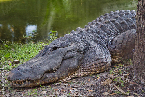 Gefährlicher, alter Riesenalligator liegt am Wasserufer und blickt in die Kamera, Florida Everglades