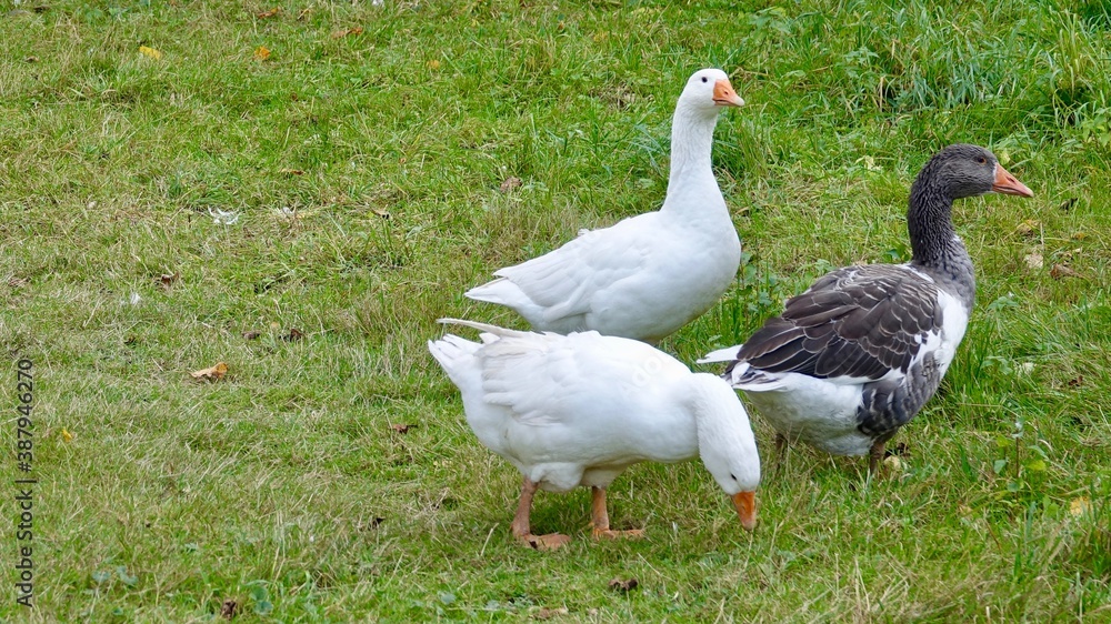 Gans, Gänse - Nahaufnahmen, verschiedene Farben Gans, Gänse - Nahaufnahmen, verschiedene Farben
