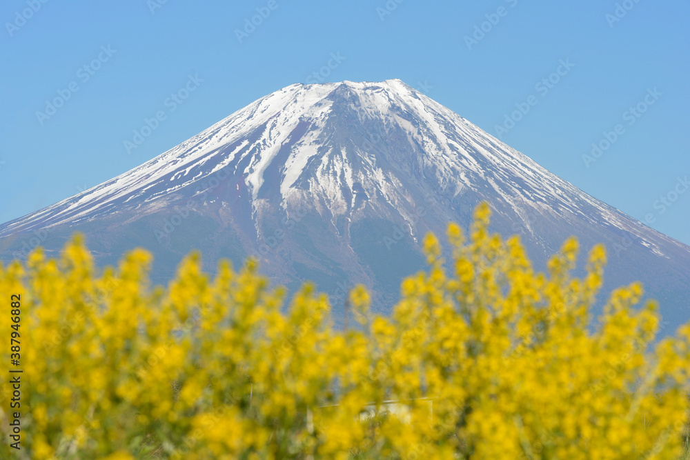富士山とキカラシ 富士山とキカラシ
