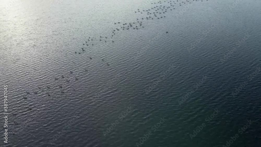 Birds sat on calm lake in the Lake District, aerial view