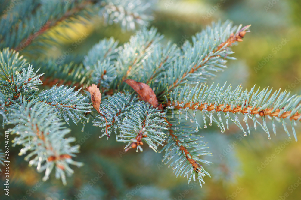Raindrops on the branches of a blue spruce Raindrops on the branches of a blue spruce