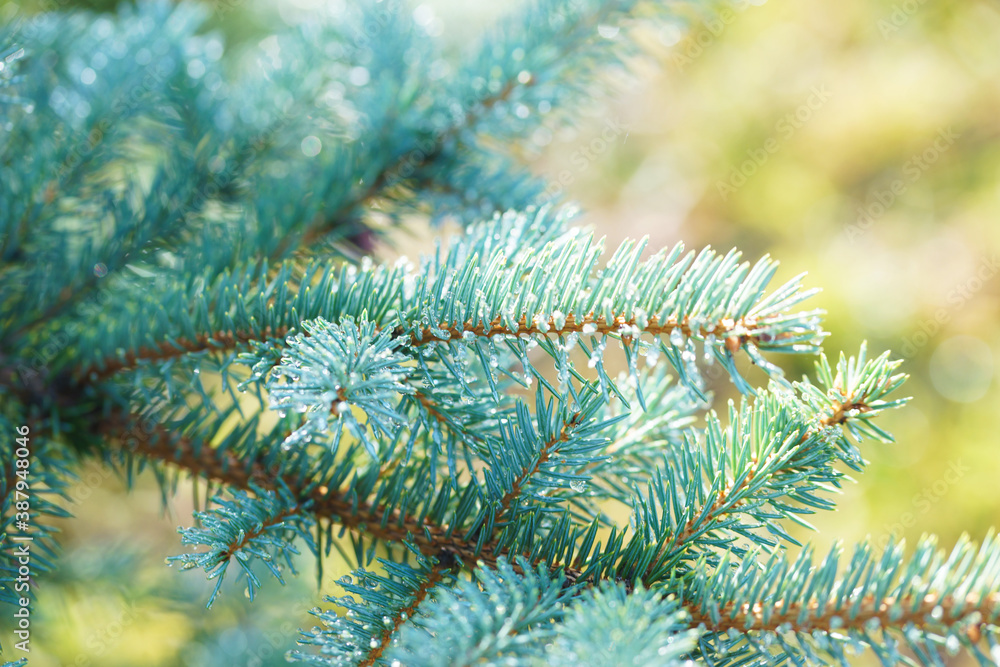 Raindrops on the branches of a blue spruce