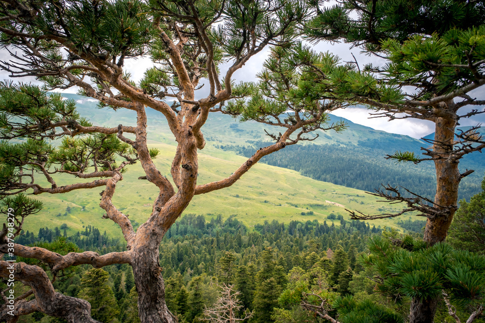Pine tree against the background of mountains, green meadows and forests. Beautiful curves and branches green needles