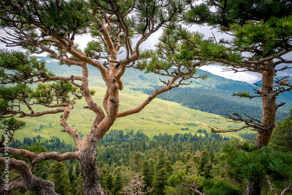 Pine tree against the background of mountains, green meadows and forests. Beautiful curves and branches green needles Pine tree against the background of mountains, green meadows and forests. Beautiful curves and branches green needles