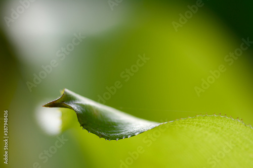 Closeup nature view of leaf on blurred background.