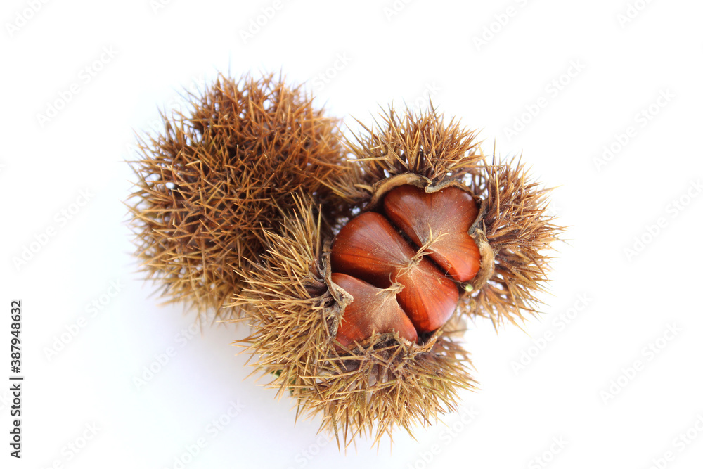 chestnuts in burrs on white background chestnuts in burrs on white background