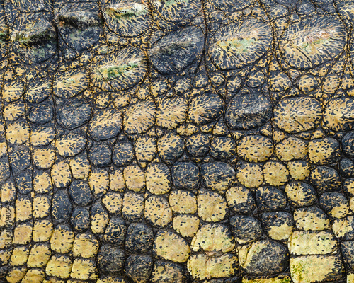 Nile Crocodile Skin for use as a background, texture etc