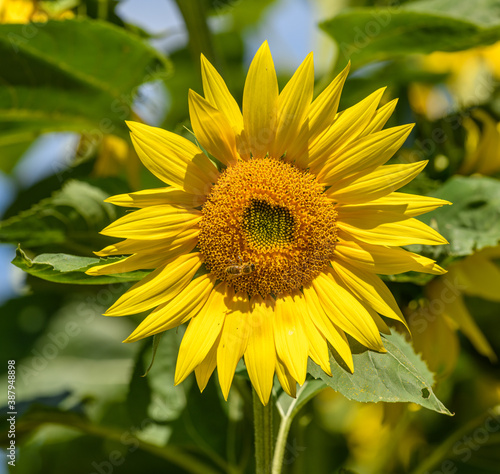 sunflower flower head in the field