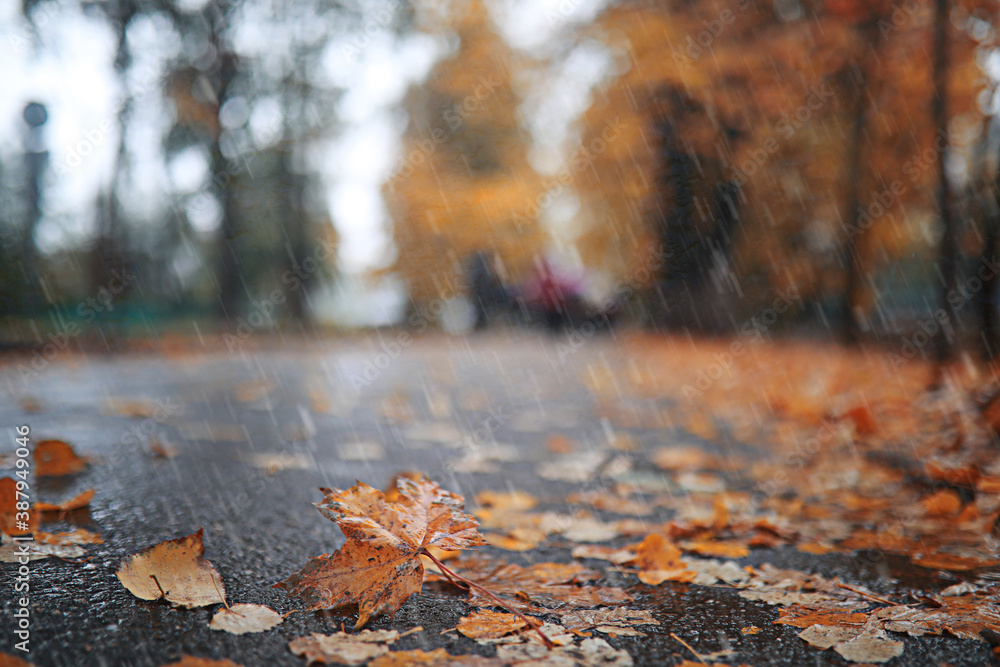 Autumn rain in the park