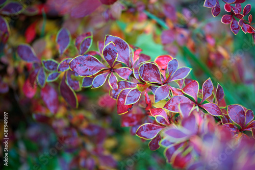 Fotografie Bright colorful autumn foliage of barberry