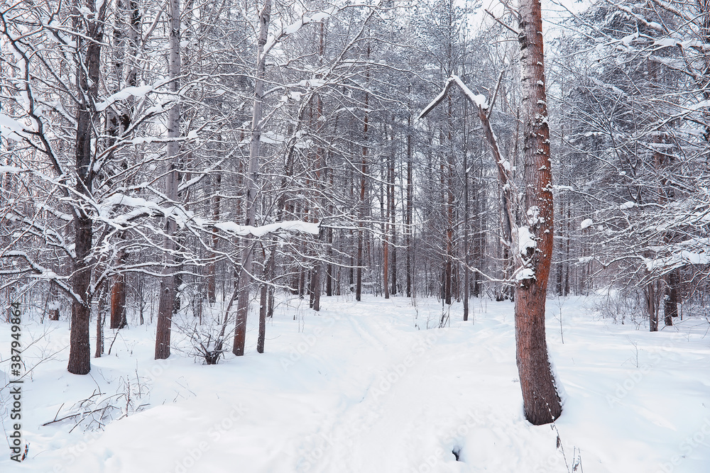 Winter forest landscape. Tall trees under snow cover. January frosty day in the park. Winter forest landscape. Tall trees under snow cover. January frosty day in the park.