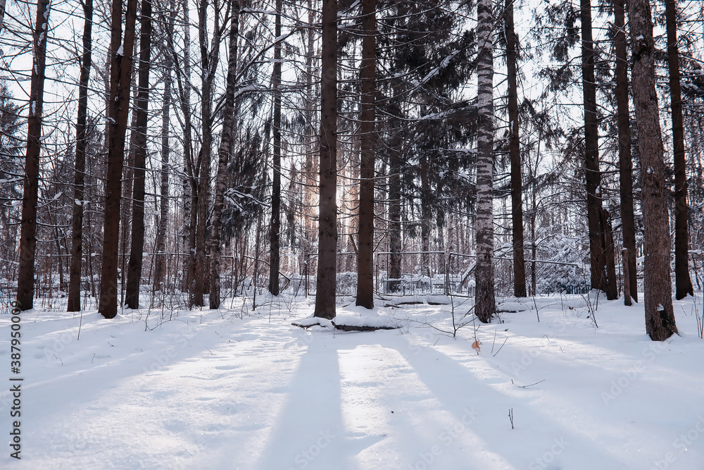 Winter forest landscape. Tall trees under snow cover. January frosty day in the park. Winter forest landscape. Tall trees under snow cover. January frosty day in the park.