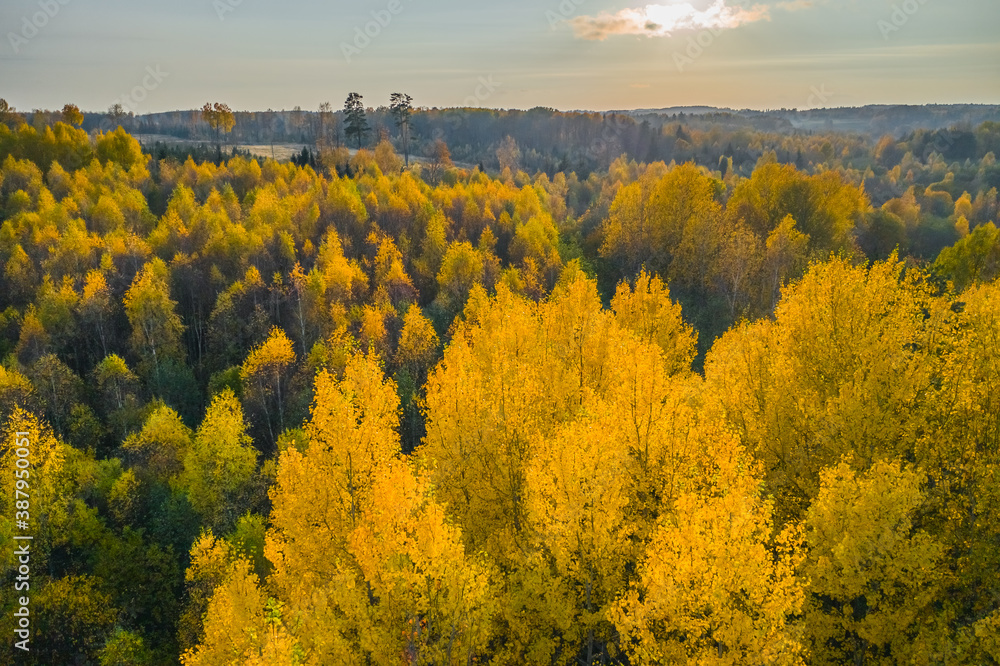 Stand of changing bright yellow trees on fall afternoon