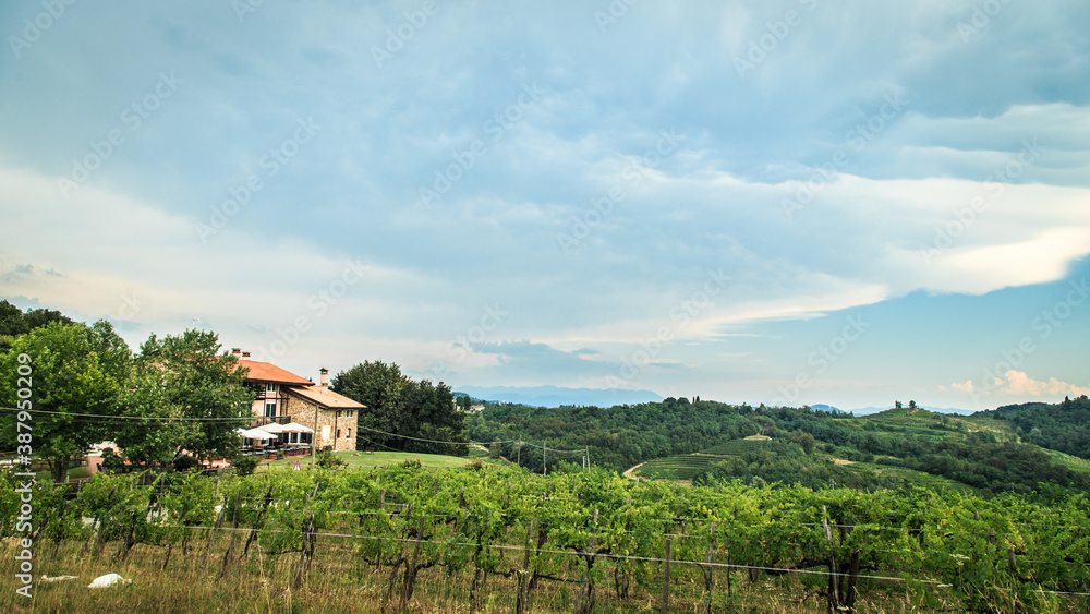 Storm over the vineyard