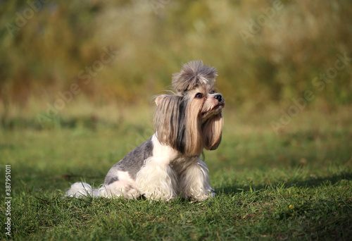 Biewer Terrier dod sits on the grass. photo