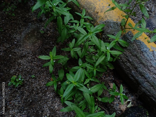 oldenlandia corymbosa photo