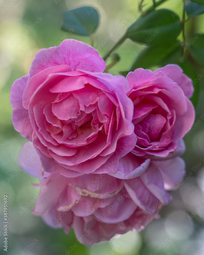 Closeup view of group of delicate pink roses blooming outdoors on natural background Closeup view of group of delicate pink roses blooming outdoors on natural background
