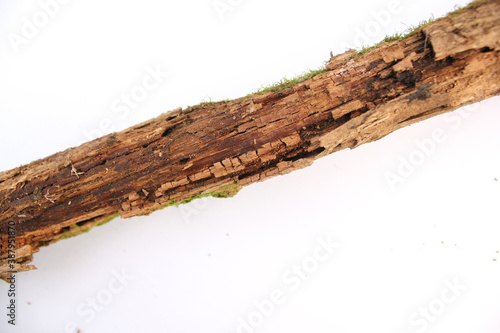 Twigs, set dry rotten branches with lichen isolated on white background