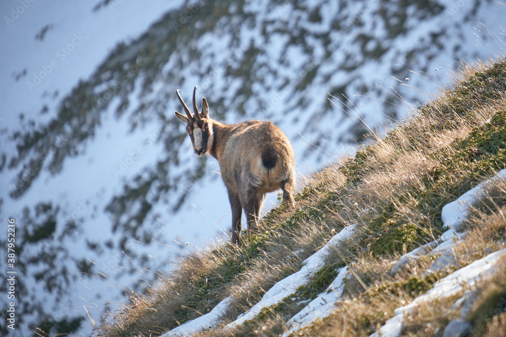 Naklejka premium Autunno al Gran Sasso - campo imperatore