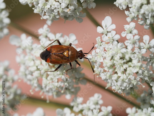 Rote Weichwanze (Deraeocoris ruber) auf weißer Blüte photo