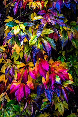 bunte Herbstblätter in rot lila wilder Wein © dietwalther