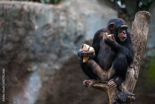 Billede på lærred Old chimpanzee sitting on a tree while eating food