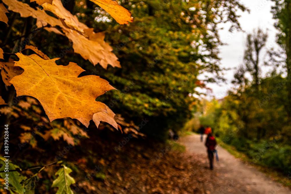 Waldweg mit Herbstlaub und menschen Waldweg mit Herbstlaub und menschen