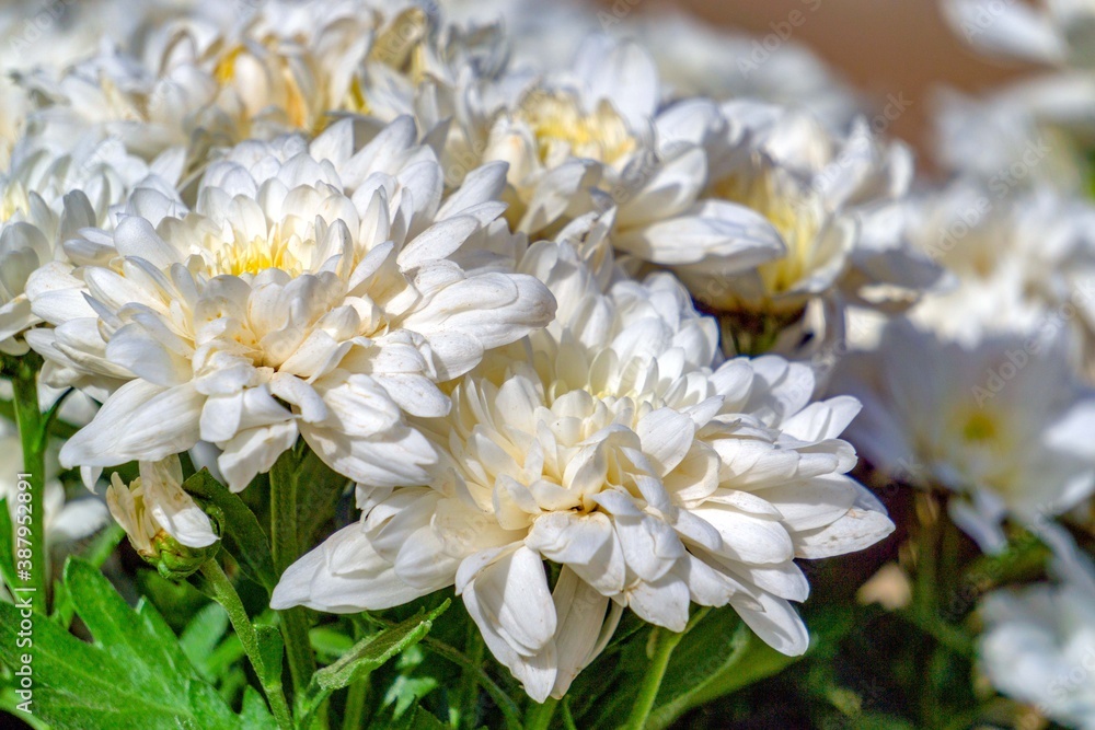 Obraz premium lovely flowers in the garden