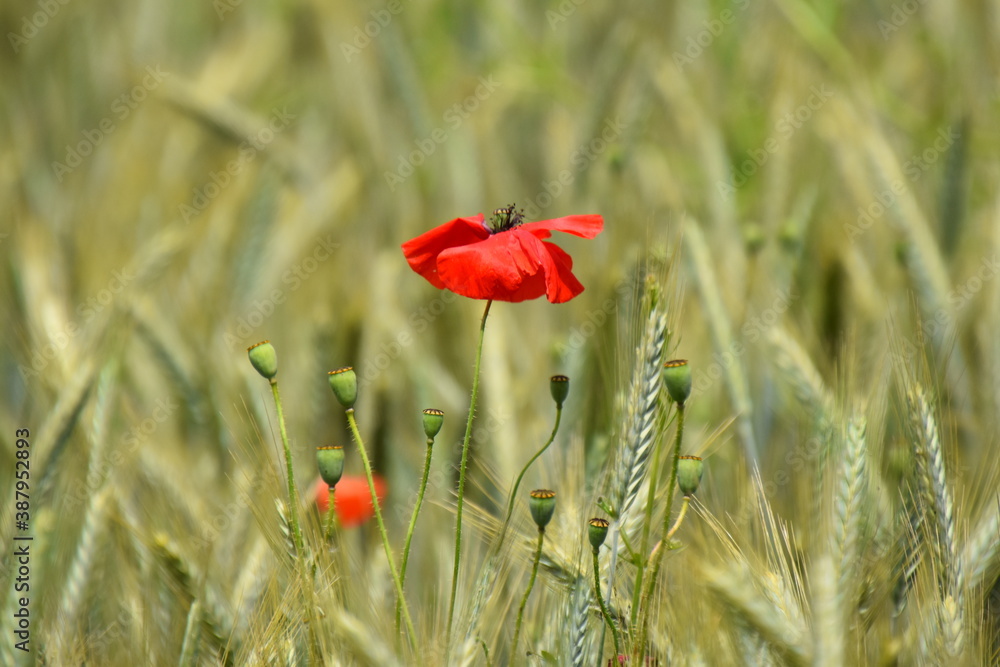 Fototapeta premium Poppy