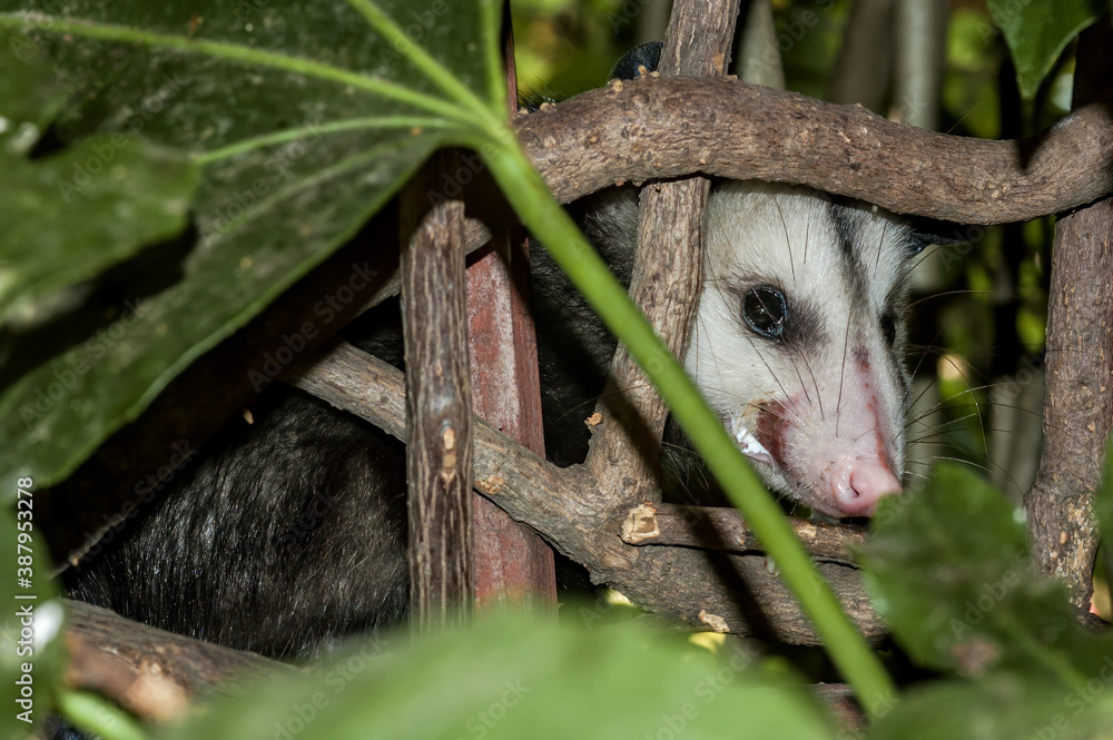Virginia Opossum (Didelphis virginiana) in garden, Los Angeles