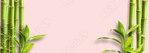 Flat background. Green bamboo branches on pink background space for text