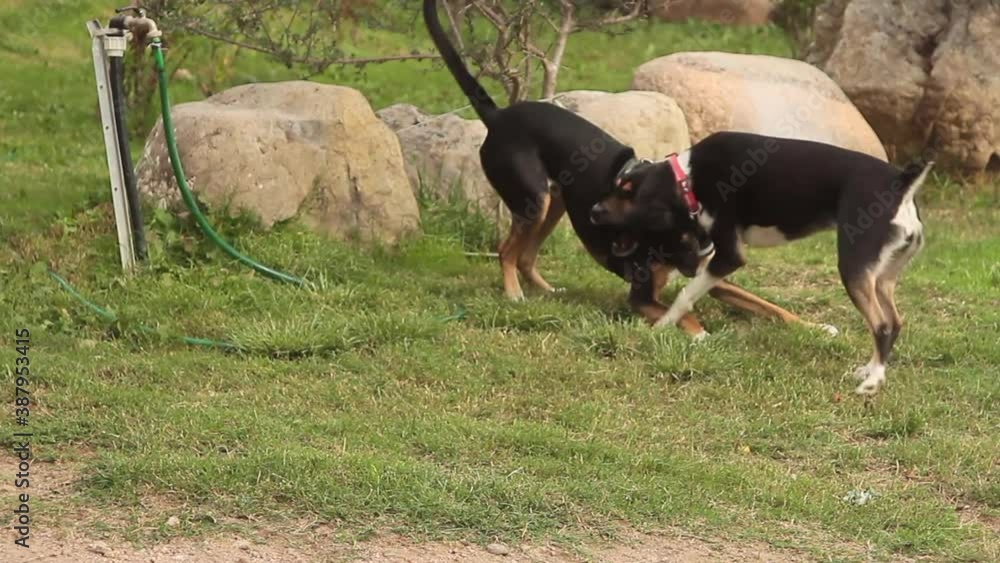 black k9 police dog playing free together with another dog in a green meadow black k9 police dog playing free together with another dog in a green meadow