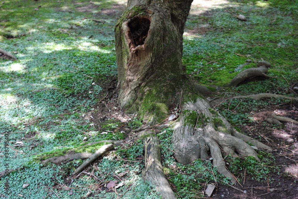 Obraz premium 日本の埼玉県、初夏の平林寺の美しい自然の風景