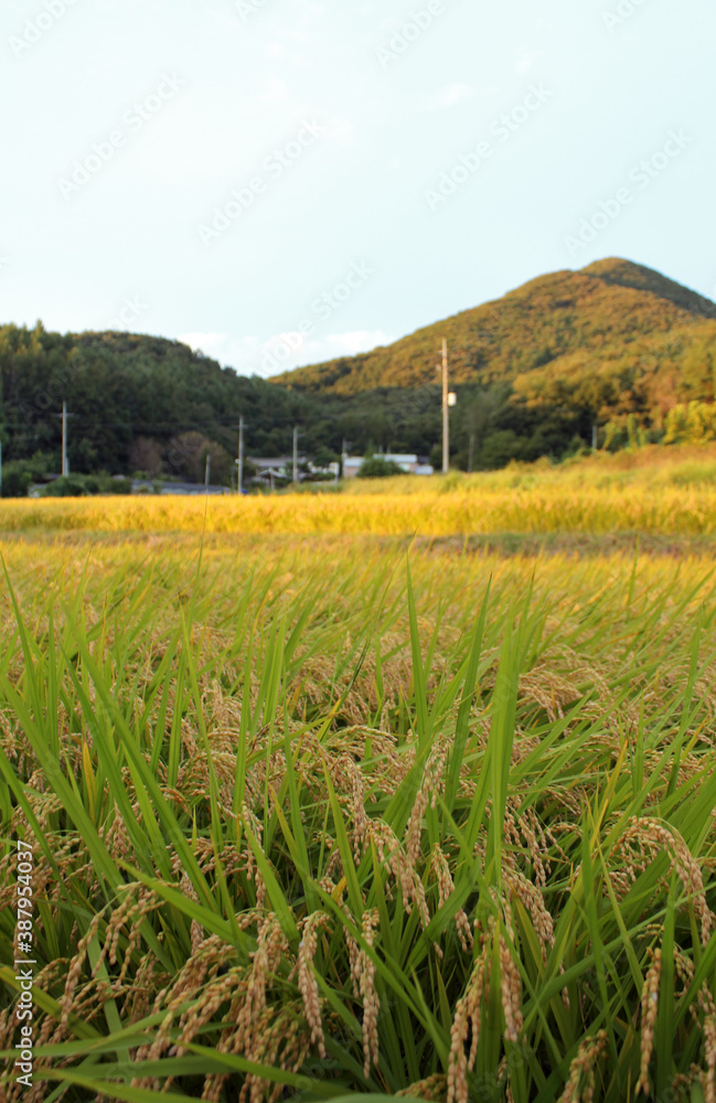 autumn golden rice field.