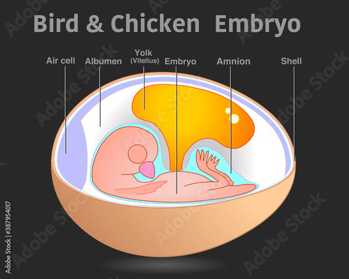 Bird chicken embryo anatomy , organ parts. Egg embryo diagram. Cross section roentgen, x ray structure. Detailed reproduction system. With explanations. Dark black background. 2d illustration vector. 