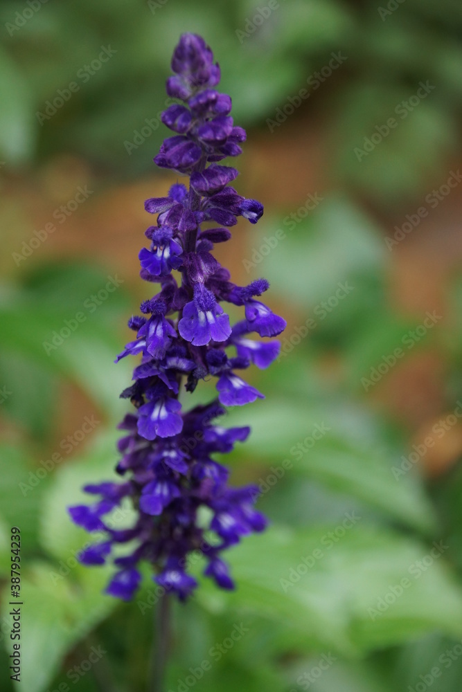 Mehlsalbei, Mehliger Salbei
Salvia farinacea Mehlsalbei, Mehliger Salbei
Salvia farinacea