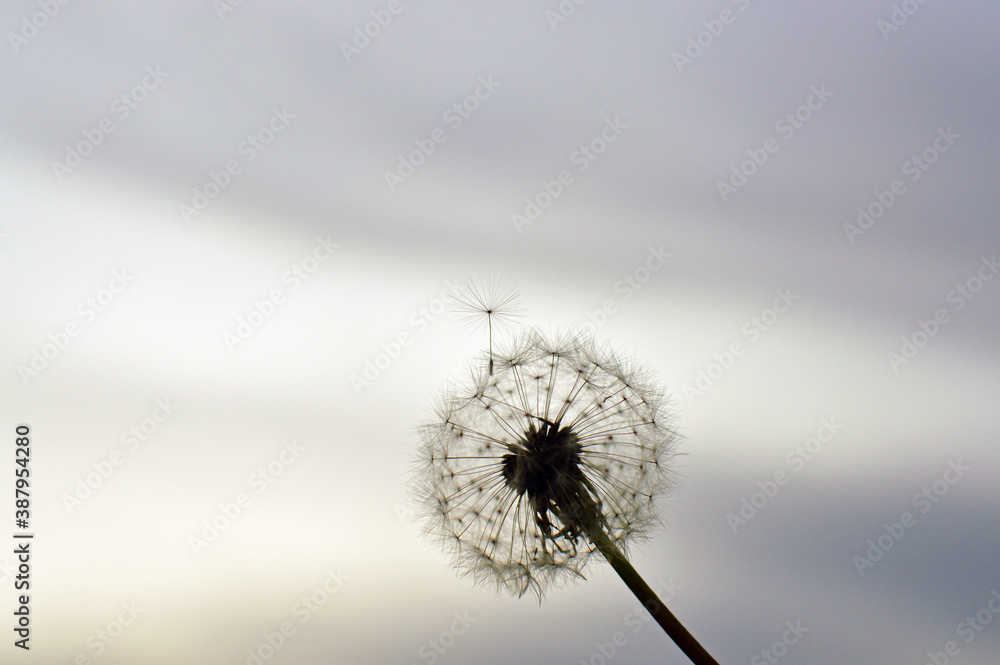 Fototapeta premium Dandelion head shot agains cloudy sky 