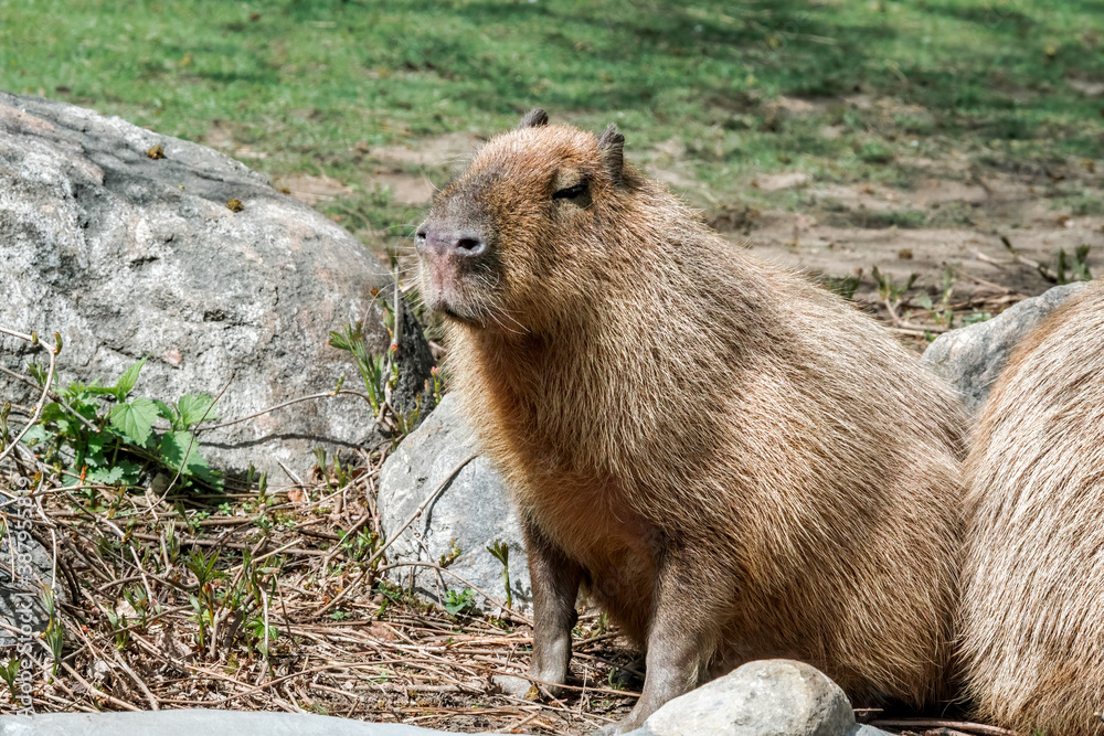 Сapybara (Hydrochoerus hydrochaeris) Сapybara (Hydrochoerus hydrochaeris)