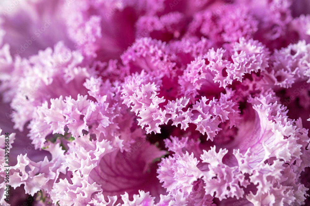Abstract natural floral background. Close-up, purple leaves of decorative ornamental cabbage