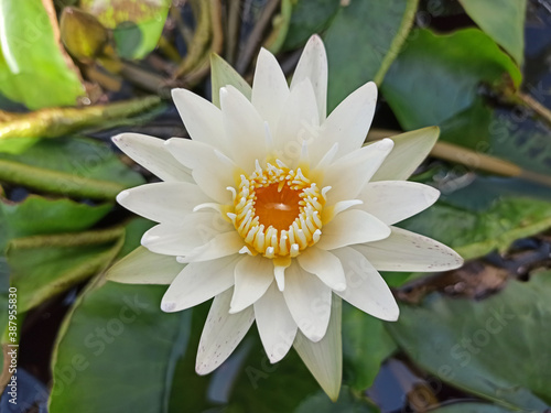 beautiful White Lotus Flower with green leaf in in pond  focus pollen yellow.