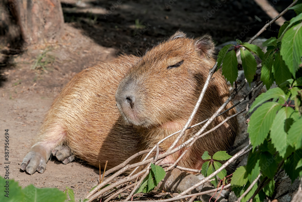 Сapybara (Hydrochoerus hydrochaeris) Сapybara (Hydrochoerus hydrochaeris)
