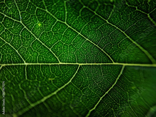 green leaf macro