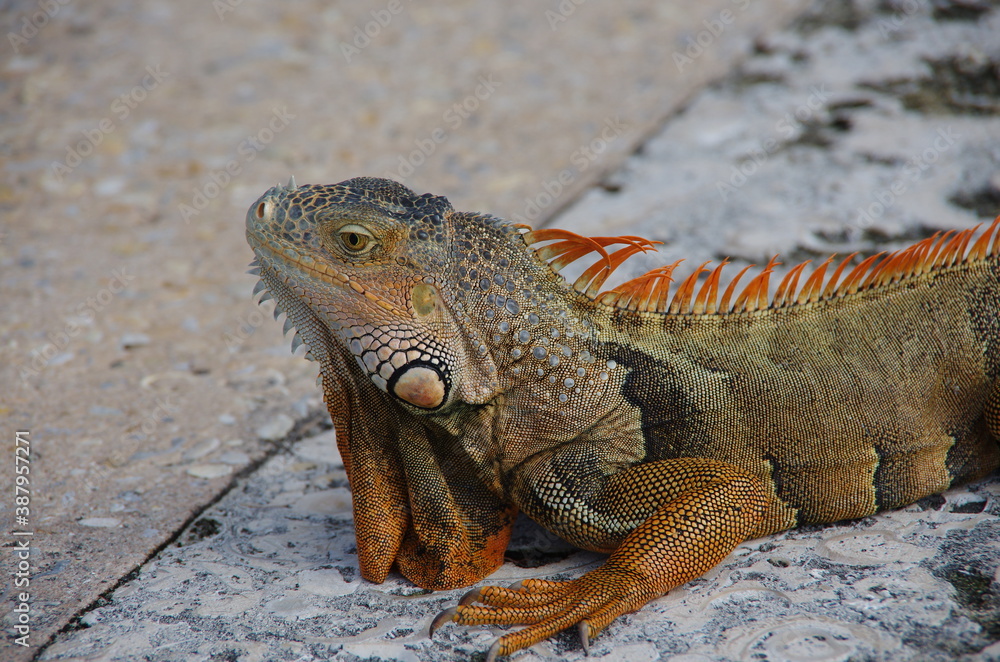 Fototapeta premium island land iguana