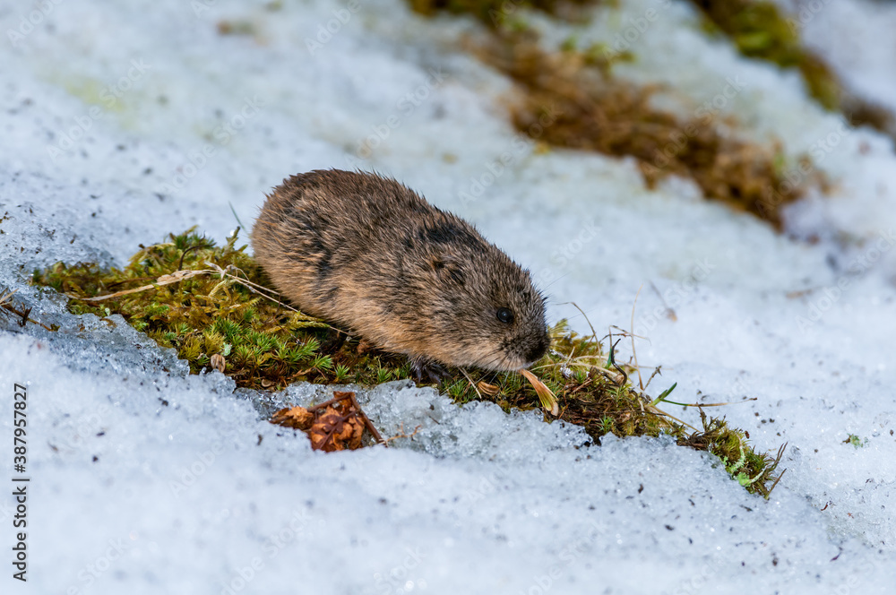 Brown lemming, rodent