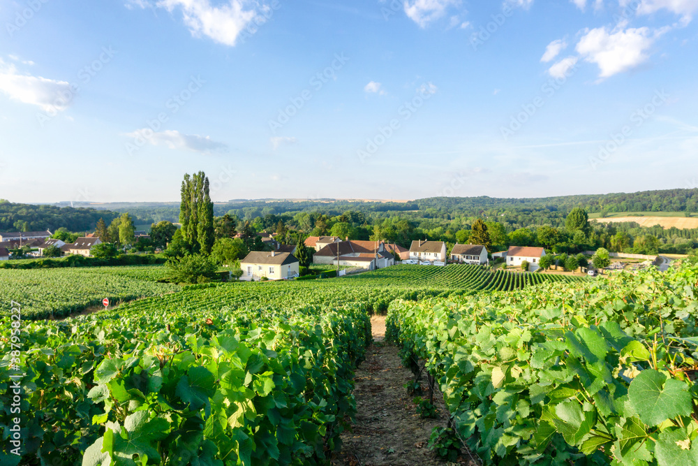 Row vine grape in champagne vineyards at montagne de reims countryside village background, Reims, France